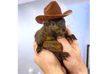 
			
				                                Peanut, a squirrel who lived as a pet with Mark Longo in Southport, N.Y.
                                 Mark Longo via AP

			
		